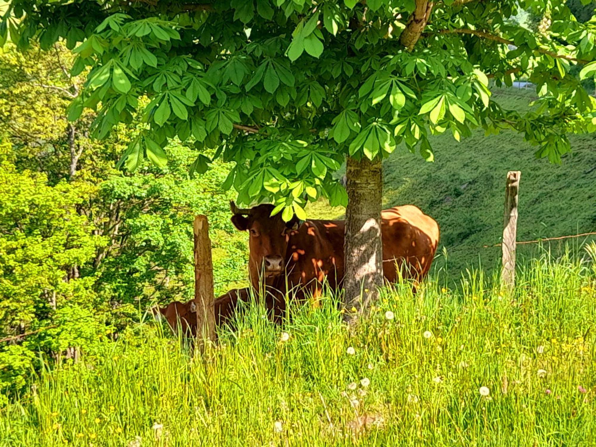 Hallmoosgut Sankt Johann im Pongau Exterior photo